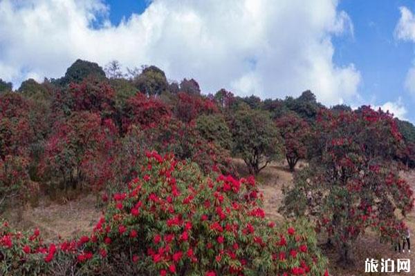 云南盈江杜鵑花開了 賞花地在哪里_游云南網(wǎng)  第2張