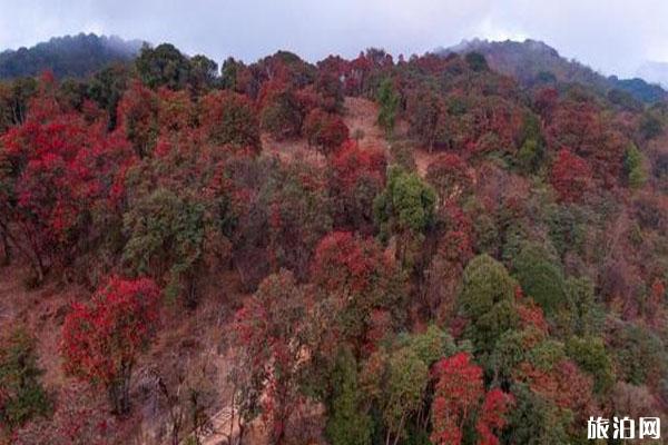 云南盈江杜鵑花開了 賞花地在哪里_游云南網(wǎng)  第1張