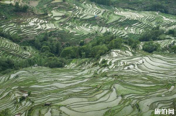 云南元陽梯田旅游攻略_游云南網  第2張