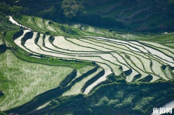 云南元陽梯田旅游攻略_游云南網  第5張