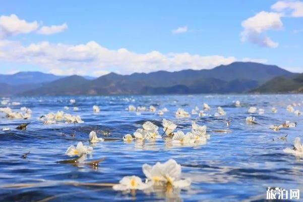 云南有海菜花的地方 云南看海菜花旅游攻略_游云南網  第1張