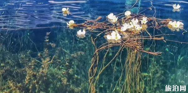 云南有海菜花的地方 云南看海菜花旅游攻略_游云南網  第7張