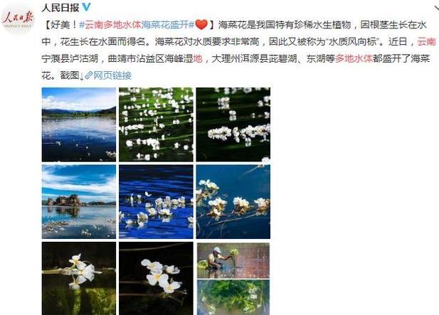 云南有海菜花的地方 云南看海菜花旅游攻略_游云南網  第2張