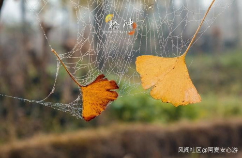 騰沖銀杏村幾月份去最好？云南騰沖有什么旅游景點？_游云南網  第7張