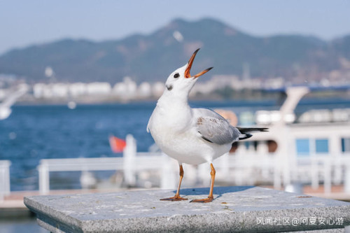 春節云南旅游攻略，云南七日旅游攻略詳細_游云南網  第2張