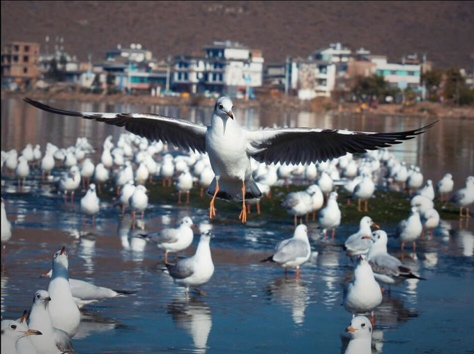 【從昆明出發去云南旅游】——彩云之南游