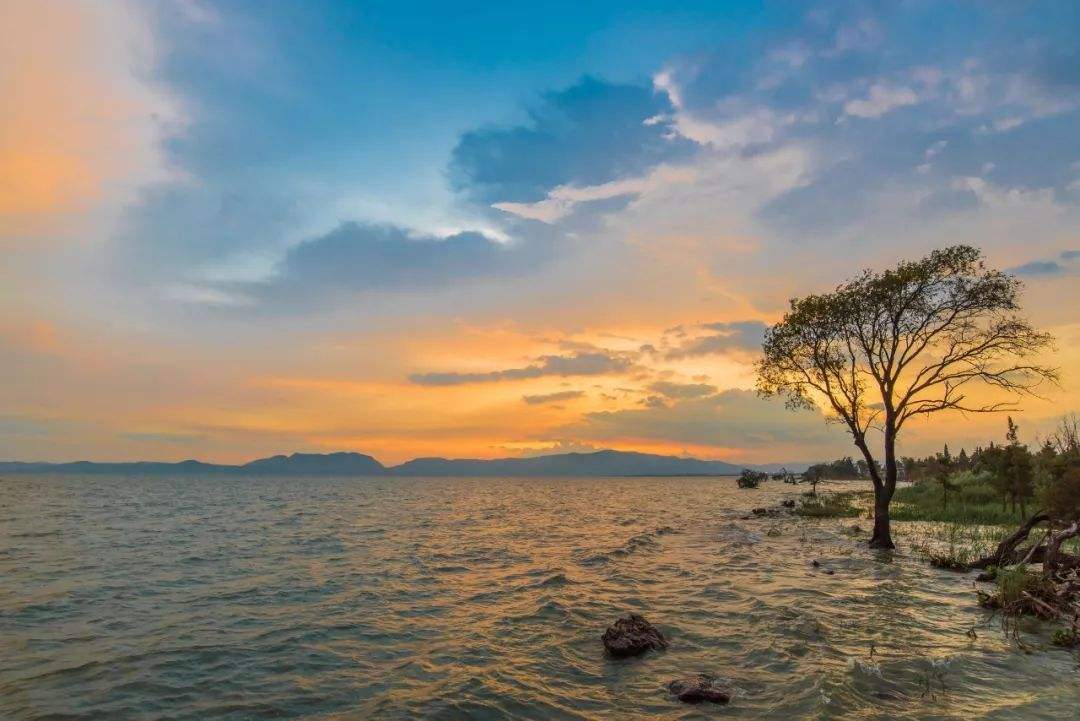 云南迪慶州杜鵑花的開花地點